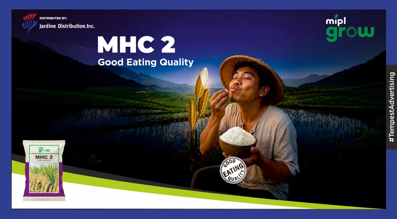 Launching a Good-Eating-Quality Hybrid in the Philippines
